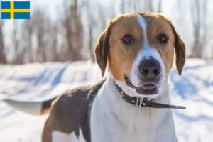 Read more about the article Criadores e cachorros de Anglo-Russkaja Gontjajaja na Suécia