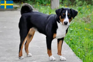 Read more about the article Appenzell Mountain Dog Breeder e cachorros na Suécia