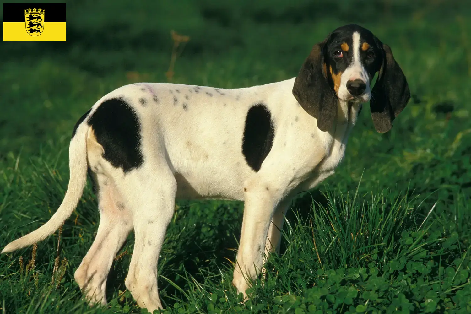 Ariégeois cachorros e criadores Baden-Württemberg Aqui pode encontrar criadores de Ariégeois em Baden-Württemberg.