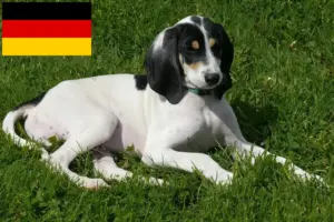 Read more about the article Criadores Ariégeois e cachorros na Alemanha