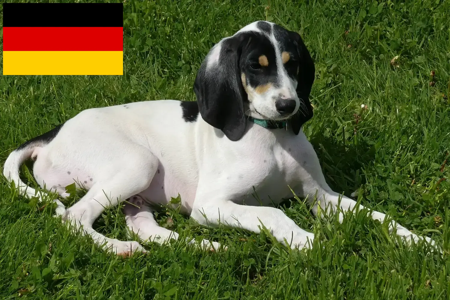 Read more about the article Criadores Ariégeois e cachorros na Alemanha