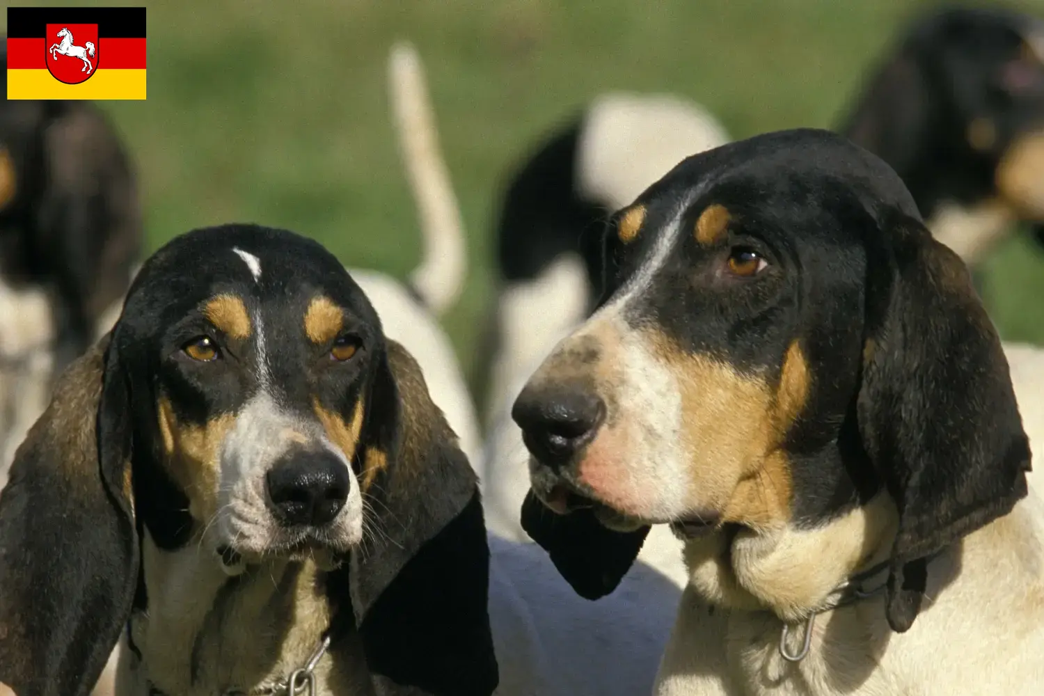 Read more about the article Criadores de Ariégeois e cachorros na Baixa Saxónia