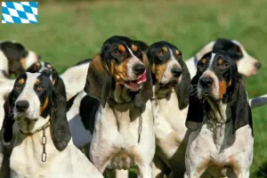 Read more about the article Criadores de Ariégeois e cachorros na Baviera