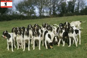 Read more about the article Criadores de Ariégeois e cachorros em Berlim