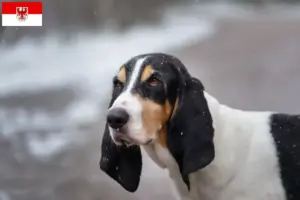 Read more about the article Criadores de Ariégeois e cachorros em Brandenburg