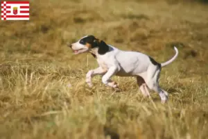Read more about the article Criadores de Ariégeois e cachorros em Bremen