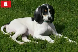 Read more about the article Criadores de Ariégeois e cachorros em Hamburgo