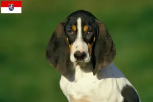 Read more about the article Criadores de Ariégeois e cachorros em Hessen