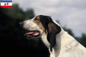 Read more about the article Criadores de Ariégeois e cachorros em Mecklenburg-Vorpommern