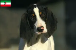 Read more about the article Criadores de Ariégeois e cachorros na Renânia do Norte-Vestefália