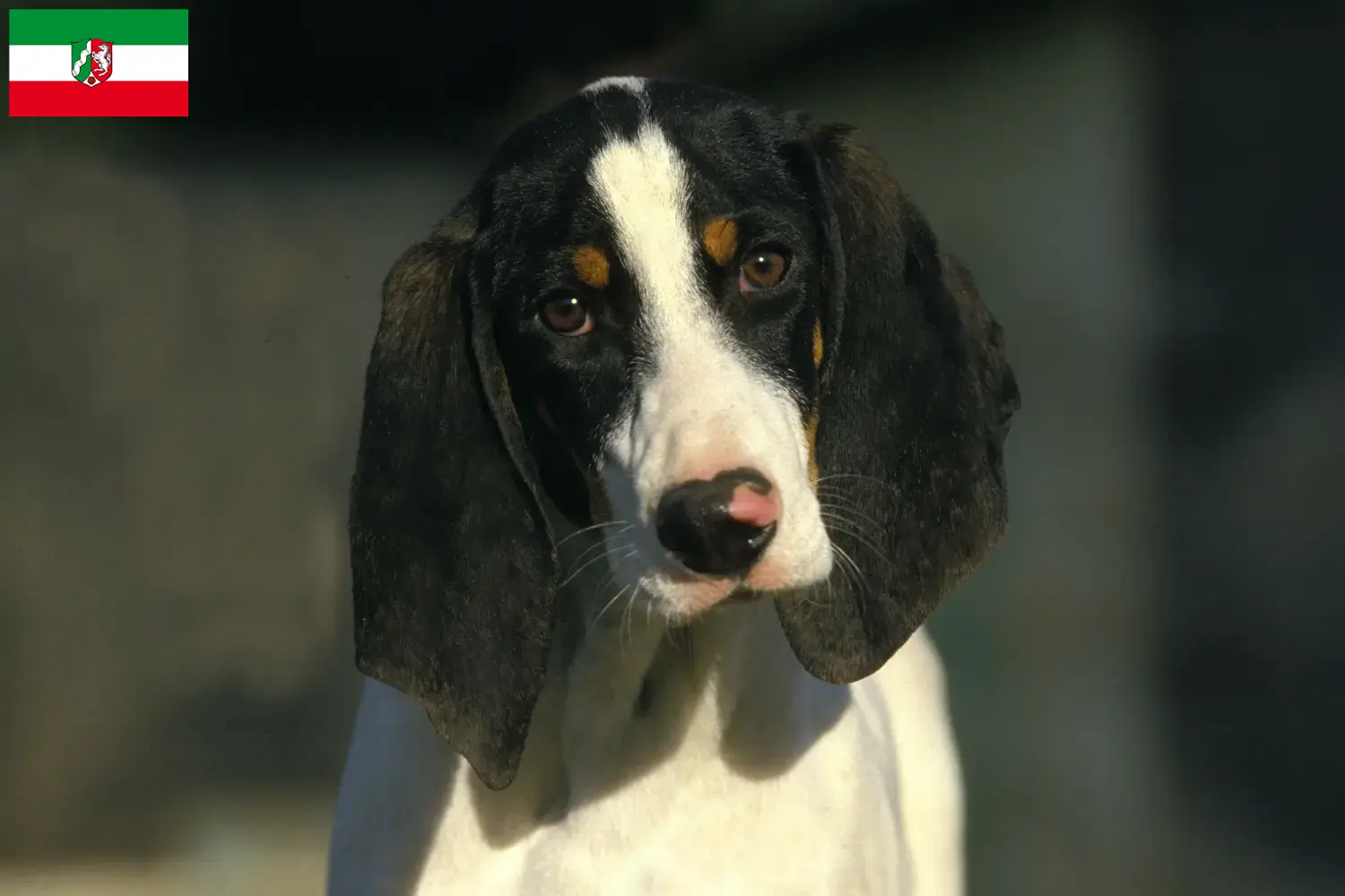 Read more about the article Criadores de Ariégeois e cachorros na Renânia do Norte-Vestefália