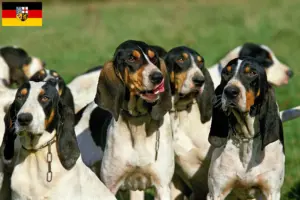 Read more about the article Criadores de Ariégeois e cachorros no Sarre