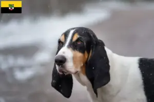 Read more about the article Criadores de Ariégeois e cachorros na Saxónia-Anhalt