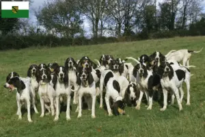 Read more about the article Criadores de Ariégeois e cachorros na Saxónia