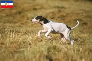 Read more about the article Criadores de Ariégeois e cachorros em Schleswig-Holstein