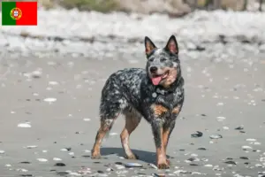 Read more about the article Criadores de Australian Cattle Dog e cachorros em Portugal