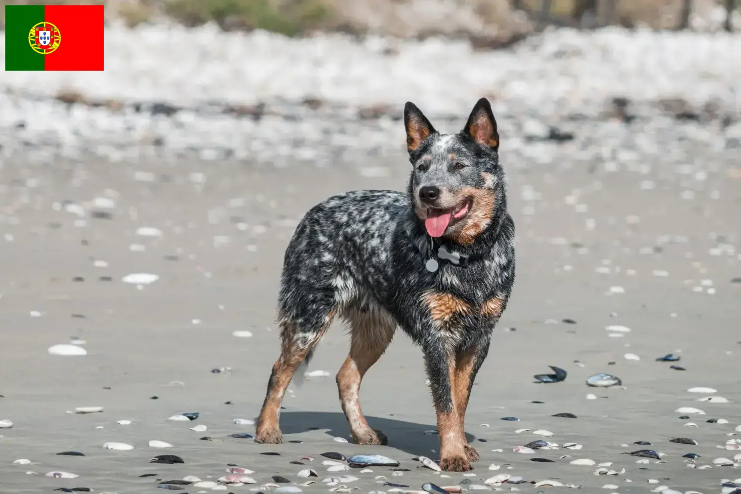 Cão de Gado Australiano cachorros e criadores Portugal Encontrar criadores de Australian Cattle Dogs em Portugal.