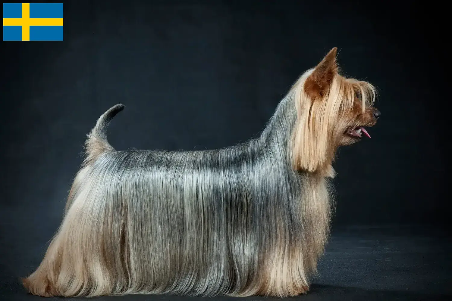 Filhotes e criadores de Australian Silky Terrier Suécia Encontre aqui criadores de Silky Terrier Australiano na Suécia.