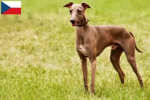 Read more about the article Criadores de Azawakh e cachorros na República Checa