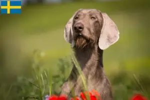 Read more about the article Criador de barbas de pelo cerdoso eslovaco e cachorros na Suécia