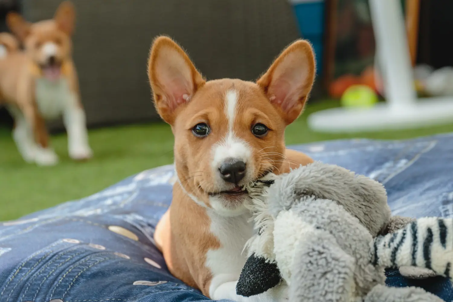 Comprar um cachorro Basenji significa assumir responsabilidades! Comprar cachorros Basenji.