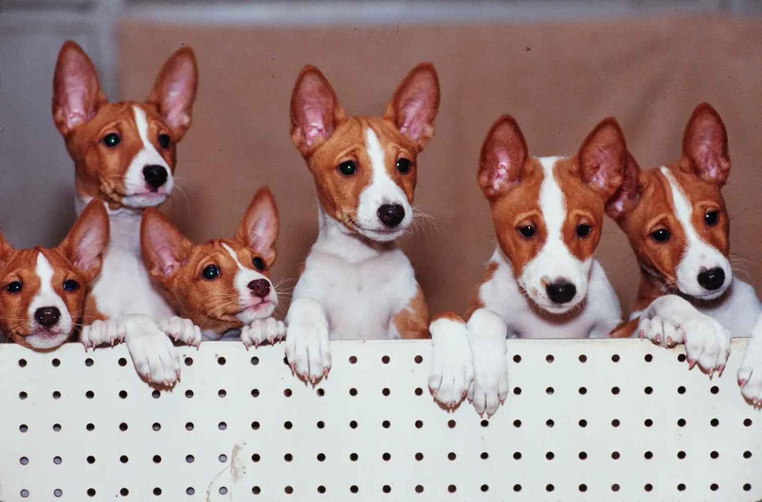 Comprar um cachorro Basenji significa assumir responsabilidades! Comprar cachorros Basenji.