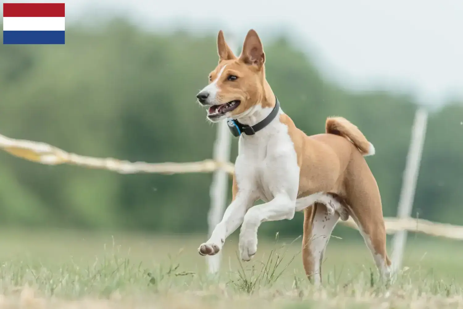 Cachorros e criadores de Basenji Holanda Aqui pode encontrar criadores de Basenji nos Países Baixos.