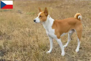 Read more about the article Criadores de Basenji e cachorros na República Checa