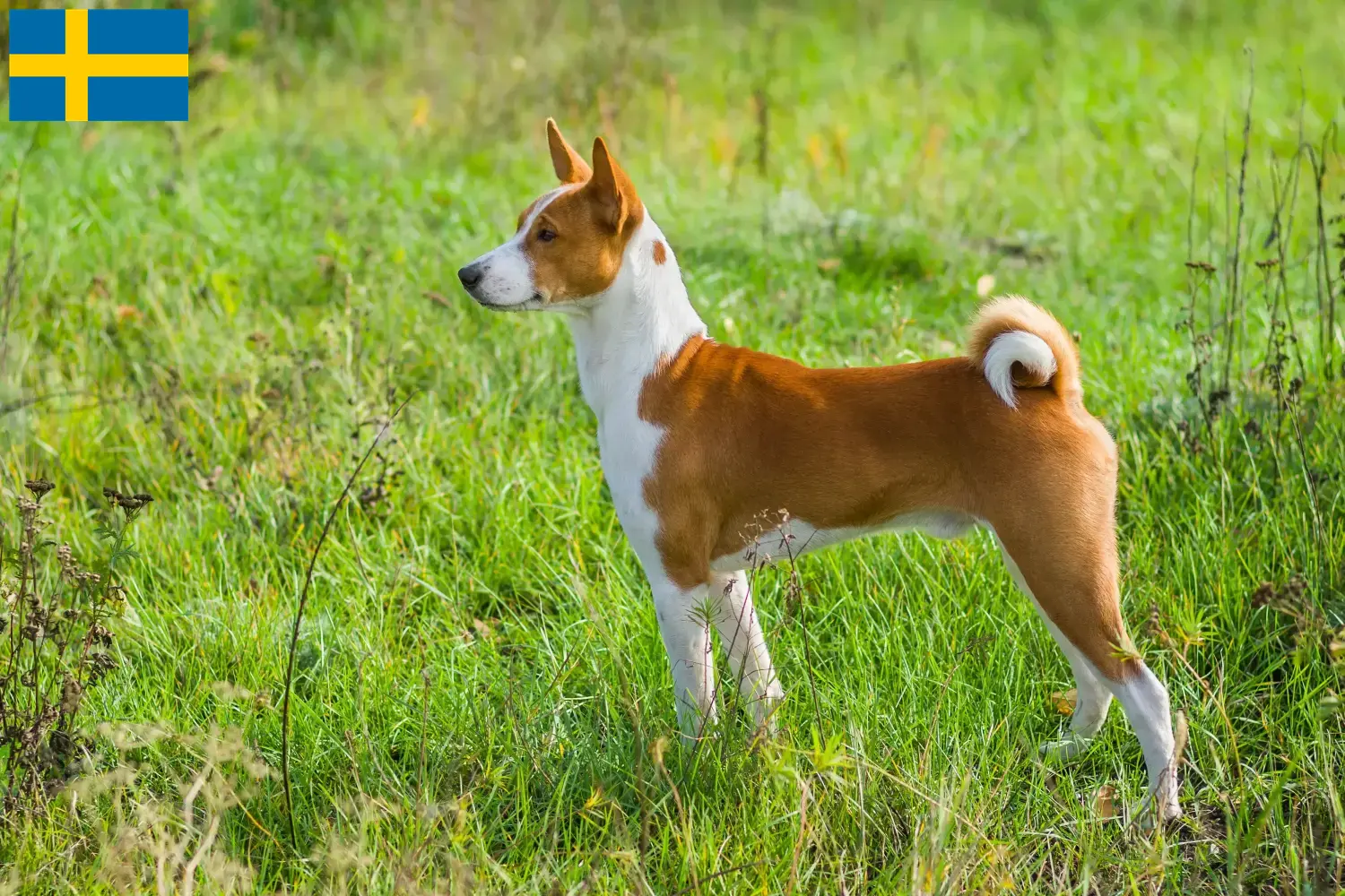 Filhotes e criadores de Basenji Suécia Aqui pode encontrar criadores de Basenji na Suécia.