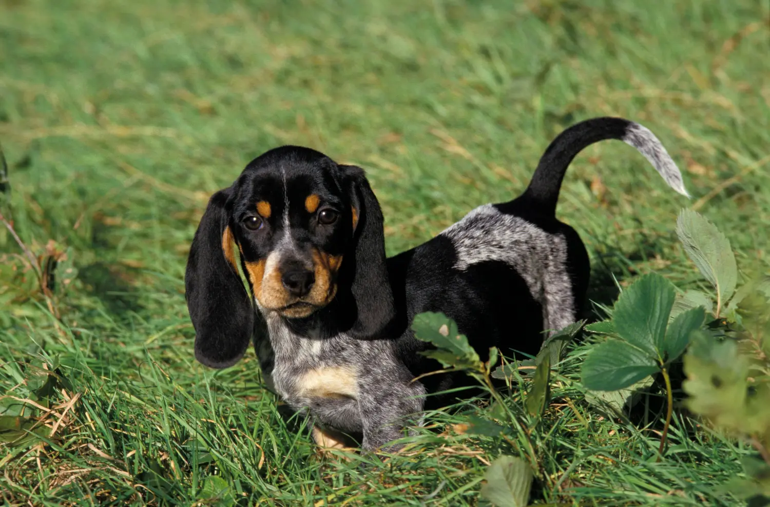 Comprar um cachorro Basset bleu de Gascogne significa assumir a responsabilidade! Comprar cachorros Basset bleu de Gascogne.