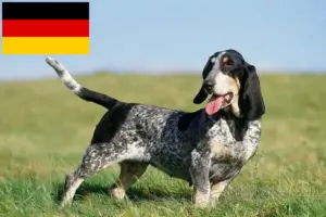 Read more about the article Criadores de Basset bleu de Gascogne e cachorros na Alemanha