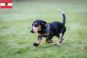 Read more about the article Criadores de Basset bleu de Gascogne e cachorros na Áustria