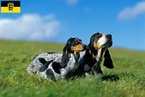 Read more about the article Criadores de Basset bleu de Gascogne e cachorros em Baden-Württemberg