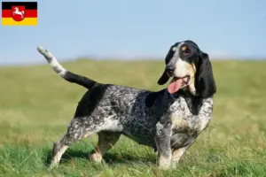 Read more about the article Criadores de Basset bleu de Gascogne e cachorros na Baixa Saxónia