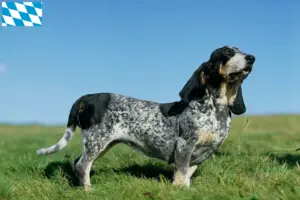 Read more about the article Criadores de Basset bleu de Gascogne e cachorros na Baviera
