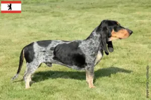 Read more about the article Criadores de Basset bleu de Gascogne e cachorros em Berlim