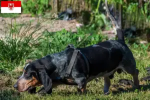 Read more about the article Criadores de Basset bleu de Gascogne e cachorros em Brandenburg
