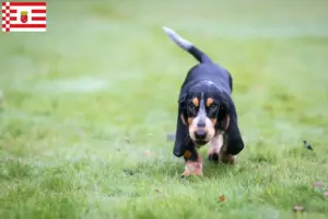 Read more about the article Criadores de Basset bleu de Gascogne e cachorros em Bremen