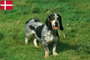 Read more about the article Criadores de Basset bleu de Gascogne e cachorros na Dinamarca