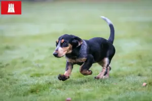 Read more about the article Criadores de Basset bleu de Gascogne e cachorros em Hamburgo