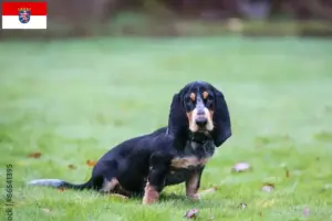 Read more about the article Criadores de Basset bleu de Gascogne e cachorros em Hessen