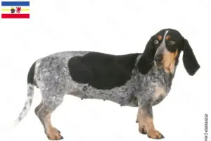 Read more about the article Criadores de Basset bleu de Gascogne e cachorros em Mecklenburg-Vorpommern