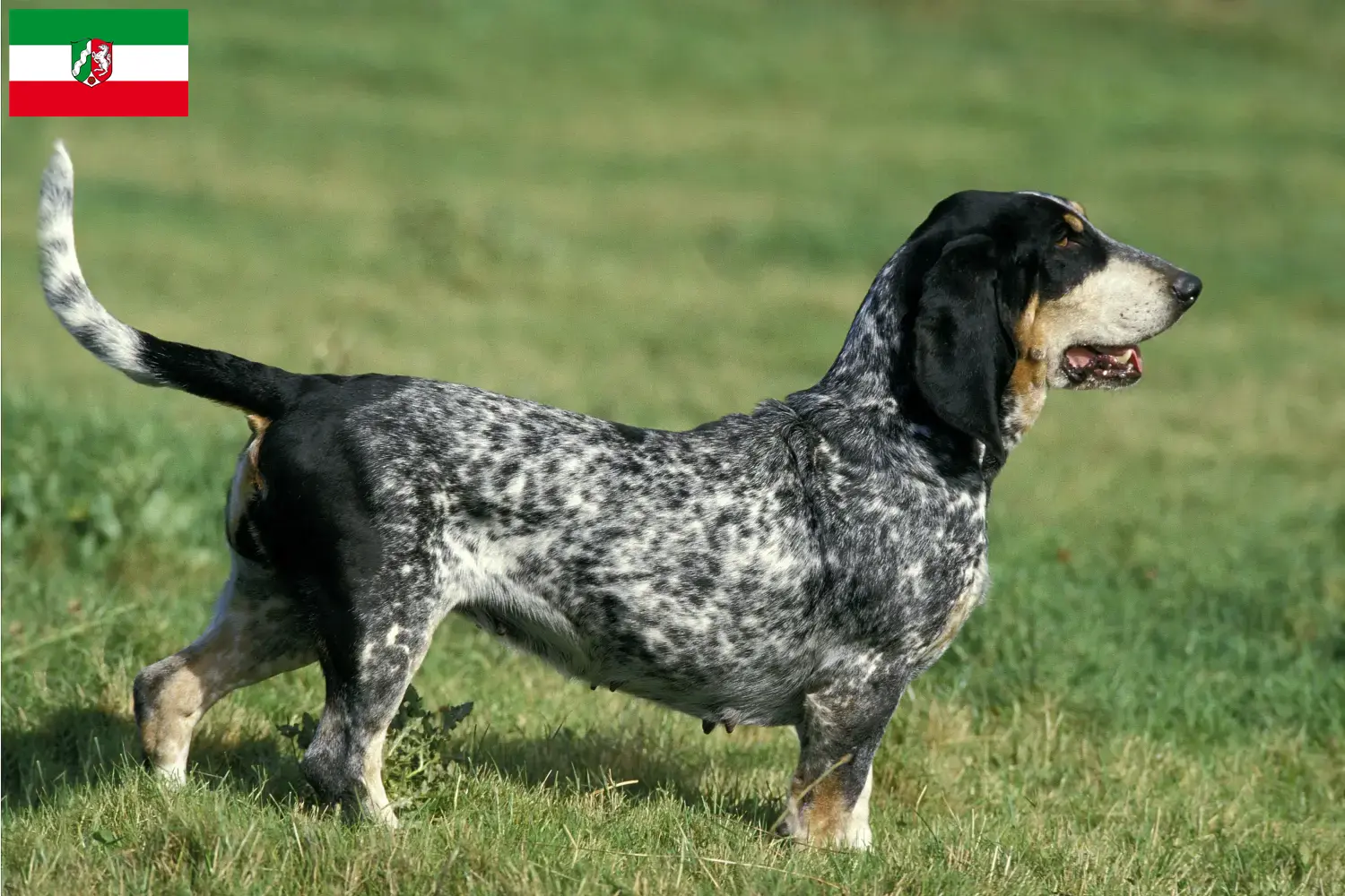 Read more about the article Criadores de Basset bleu de Gascogne e cachorros na Renânia do Norte-Vestefália
