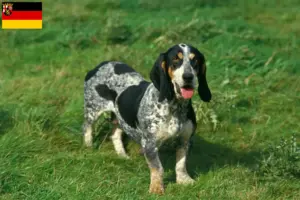 Read more about the article Criadores de Basset bleu de Gascogne e cachorros em Renânia-Palatinado