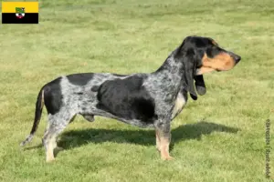 Read more about the article Criadores de Basset bleu de Gascogne e cachorros em Saxónia-Anhalt