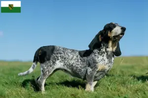 Read more about the article Criadores de Basset bleu de Gascogne e cachorros na Saxónia