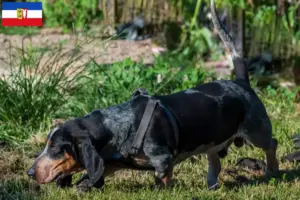 Read more about the article Criadores de Basset bleu de Gascogne e cachorros em Schleswig-Holstein