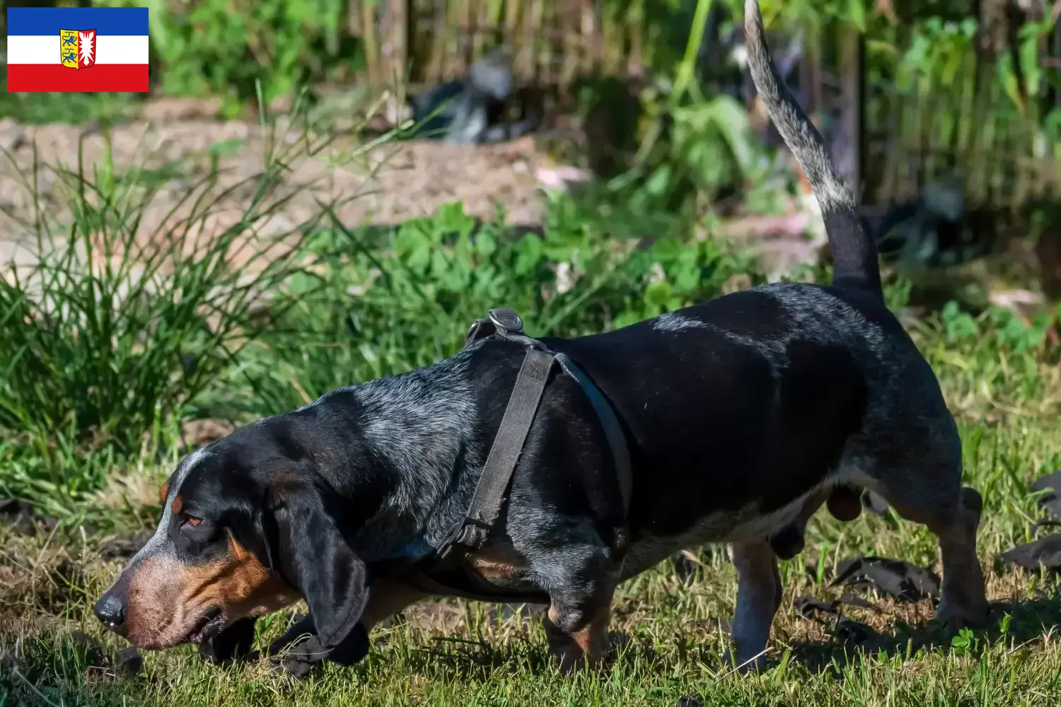 Read more about the article Criadores de Basset bleu de Gascogne e cachorros em Schleswig-Holstein