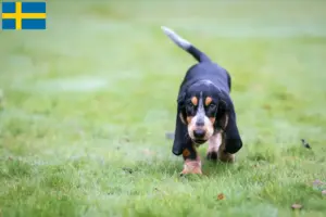 Read more about the article Criadores de Basset bleu de Gascogne e cachorros na Suécia