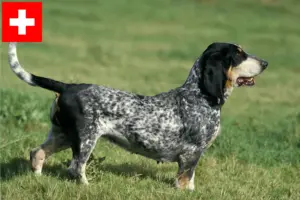 Read more about the article Criadores de Basset bleu de Gascogne e cachorros na Suíça